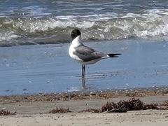 Leucophaeus atricilla