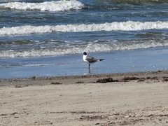 Leucophaeus atricilla