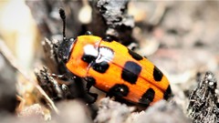 Episcaphula australis