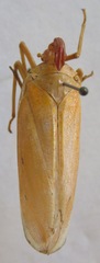 Enchophora prasina