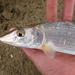 Cortez Bonefish - Photo (c) Christian Schwarz, some rights reserved (CC BY-NC), uploaded by Christian Schwarz