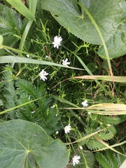 Stellaria palustris