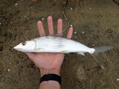 Cortez Bonefish photo 4