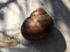 Cornu aspersum