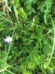 Stellaria palustris