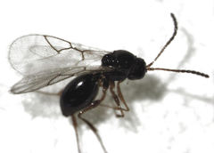 Leptopilina heterotoma