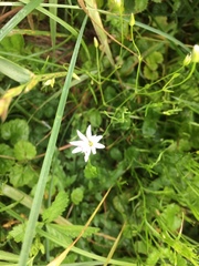 Stellaria palustris