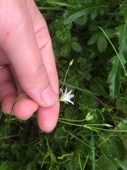 Stellaria palustris