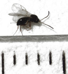 Leptopilina heterotoma