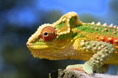 Bradypodion thamnobates