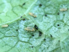Caliothrips