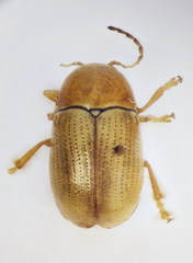 Cryptocephalus fulvus