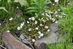 Cerastium regelii