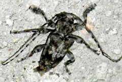 Aegomorphus modestus