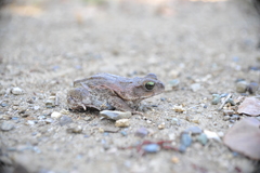 Cuban Small-Eared Toad photo 4