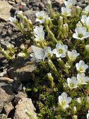Plebejus idas alaskensis