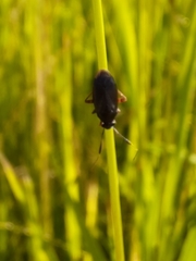 Capsus