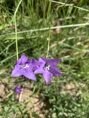 Campanula parryi