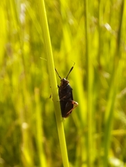 Capsus
