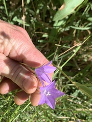 Campanula parryi