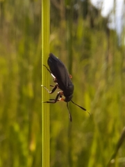Capsus
