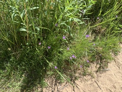 Campanula parryi