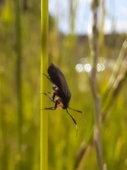 Capsus