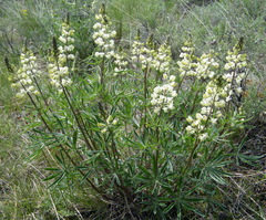 Lupinus sulphureus