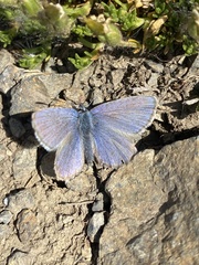 Plebejus idas alaskensis