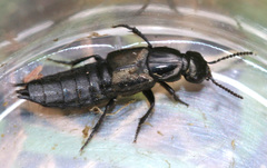 Philonthus splendens