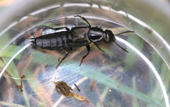 Philonthus splendens