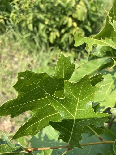 photo of Northern Pin Oak (Quercus ellipsoidalis)