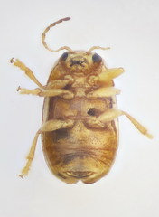 Cryptocephalus fulvus