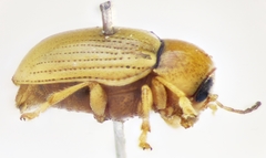 Cryptocephalus fulvus