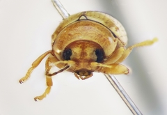 Cryptocephalus fulvus