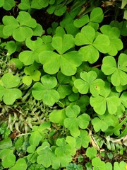 Oxalis