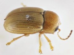 Cryptocephalus fulvus