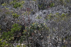 Cotyledon orbiculata orbiculata