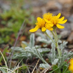 Jacobaea incana