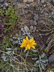 Jacobaea incana