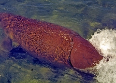 Dugong dugon