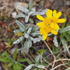 Jacobaea incana
