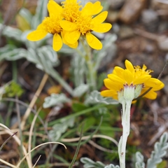 Jacobaea incana