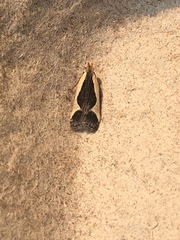 Dichomeris flavocostella