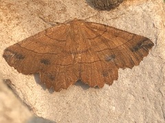 Euchlaena johnsonaria