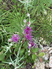 Vernonia lindheimeri