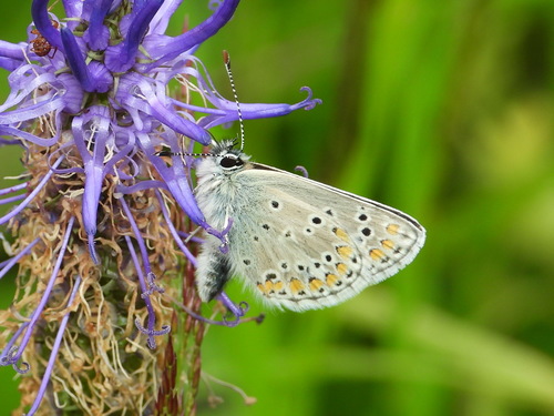Northern Brown Argus