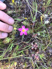 Leptosiphon parviflorus