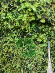 Anthoceros