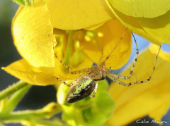 Peucetia rubrolineata